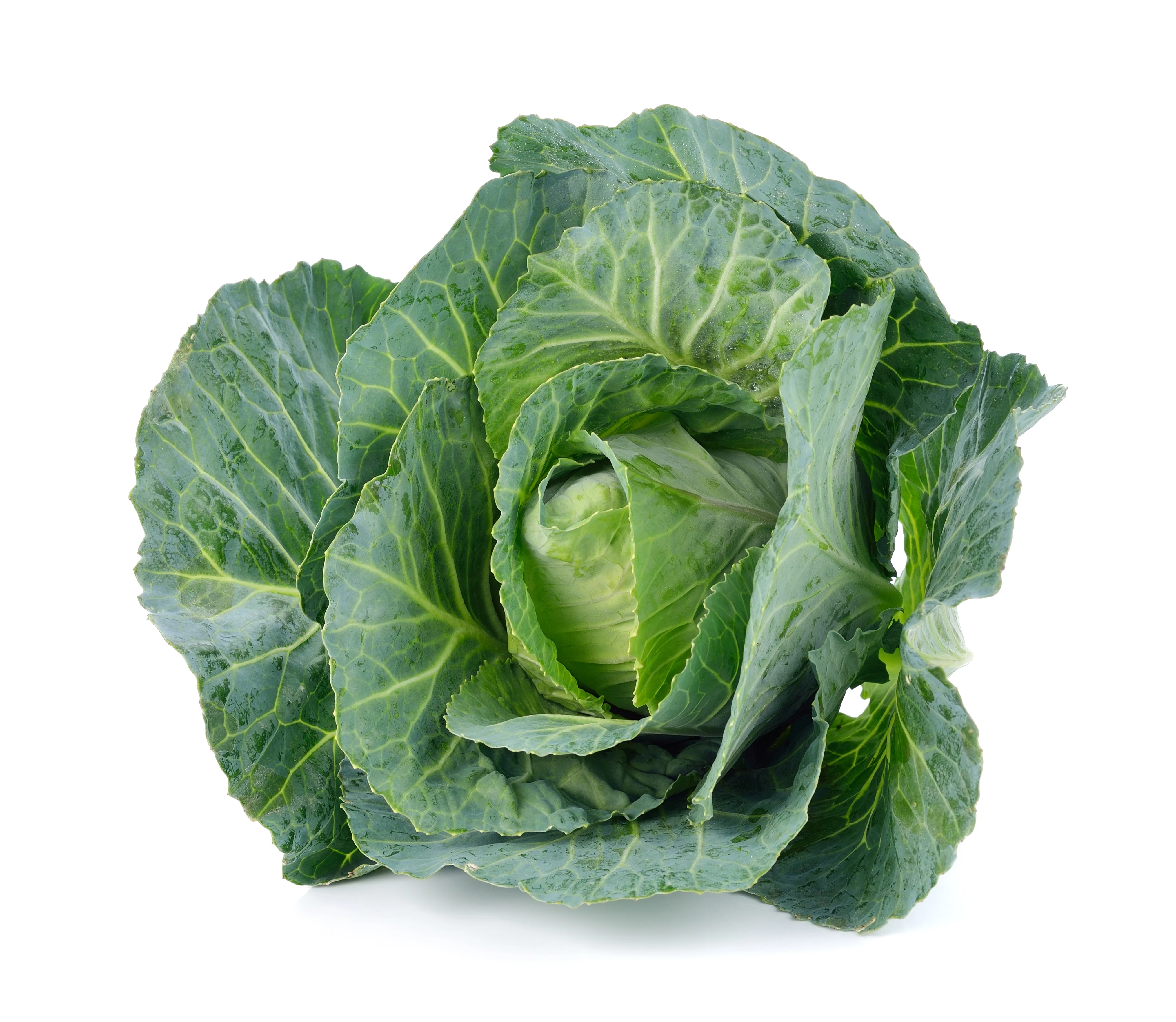 Healthy natural organic no additives green cabbage from South Africa