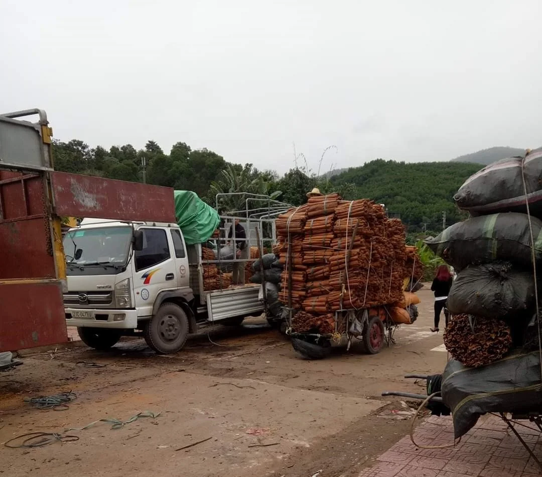 Skinless Round Cassia / Round Cinnamon / Short Round Cinnamon Tube