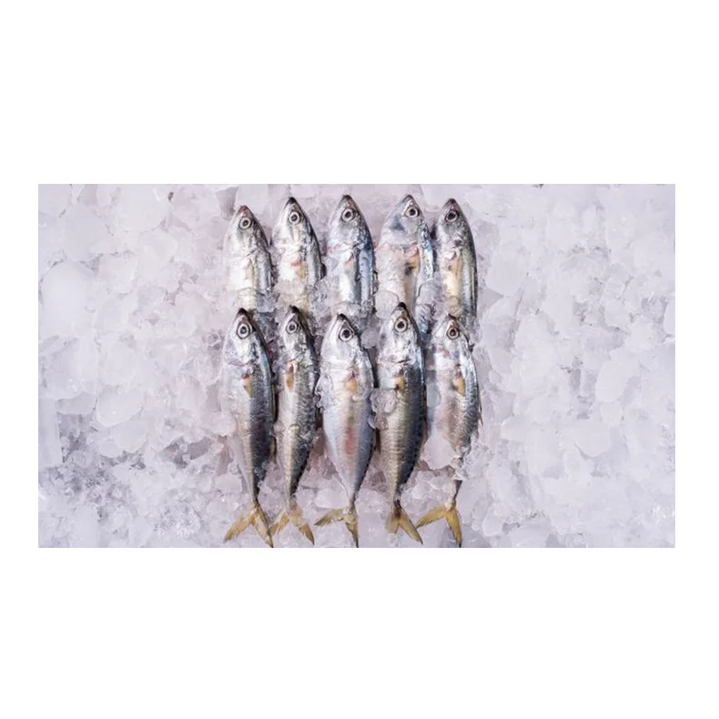 High Quality Natural Frozen Fish Mackerel Exporters Cheap Price from Indonesia