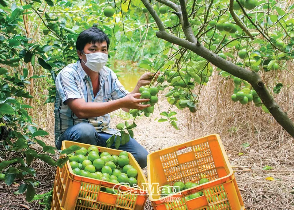 VIETNAM FRESH SEEDLESS LIME GREAT QUALITY FOR IMPORTER WHATSAPP WECHAT VIBER 0084326572671