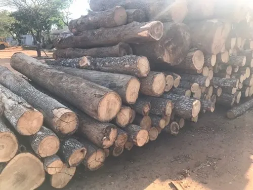PINE SPRUCE BIRCH OAK TEAK ASH LOGS/TIMBER and eucalyptus timber wood logs