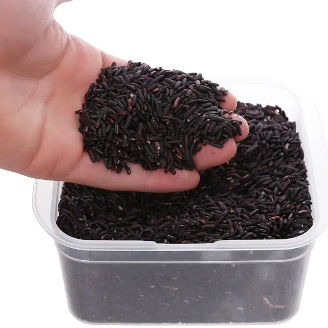 Фиолетовый травяной рис/питательный и витамин Richy черный рис 3% сломанный 14.5% влаги для продажи оптом/вьетнамский фиолетовый