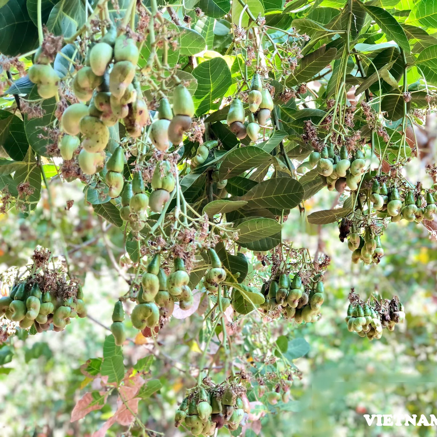 Cheapest Cashew Nuts Export For Wholesale From Vietnam (W180 W240 W320 W450) / Contact for more - W450