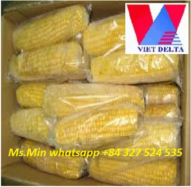 HIGH QUALITY AND BEST PRICE VIETNAM EXPORTING FROZEN BOILED SWEET CORN  / Ms.Min whatsapp (+84) 327 524 535