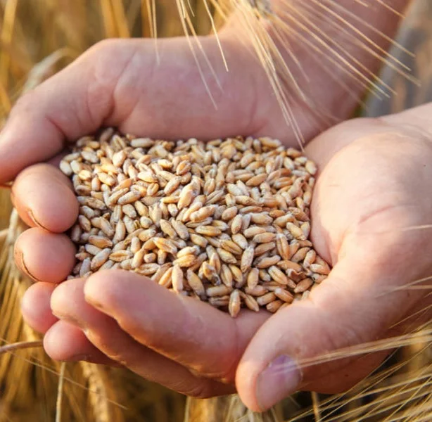 
New Crop Barley for malt / Barley Animal feed For Sale 