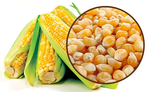  Высококачественная Желтая Кукуруза/белая кукуруза для потребления человеком