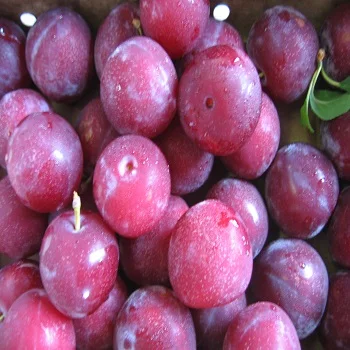 Свежие сливы для продажи