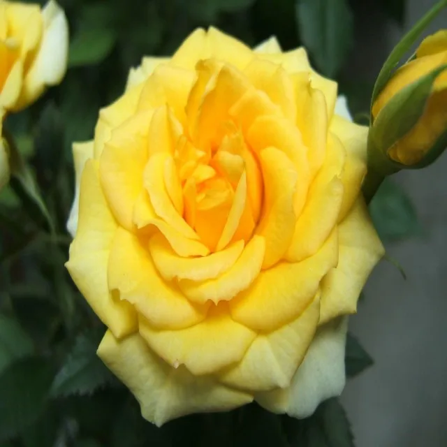 
Yellow Indian Rose Cut Flower At Naturally Groomed Rose 