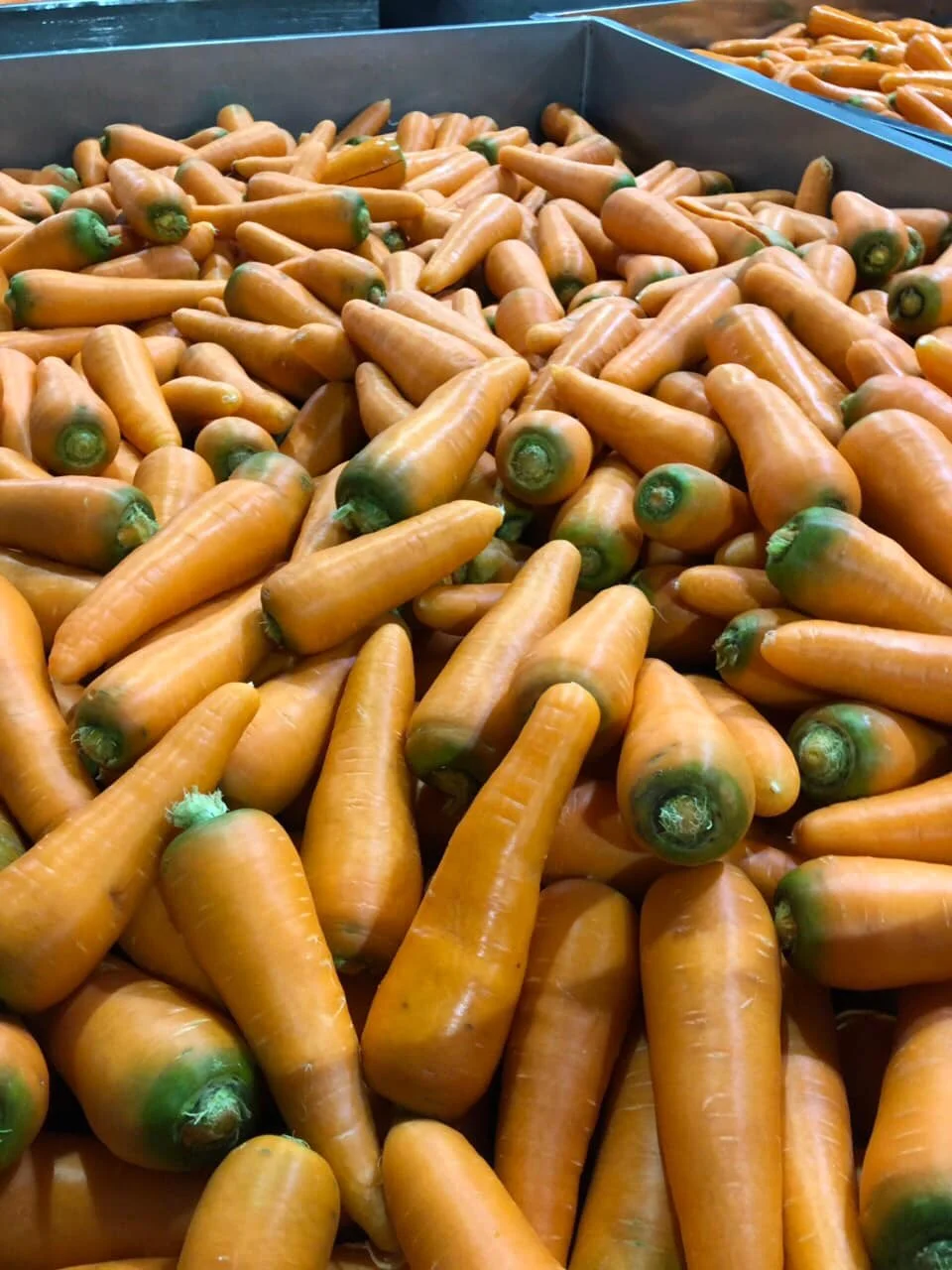 Fresh Carrots -  Customized Package Non-GMO Fresh Carrots Whatsapp +84988667319