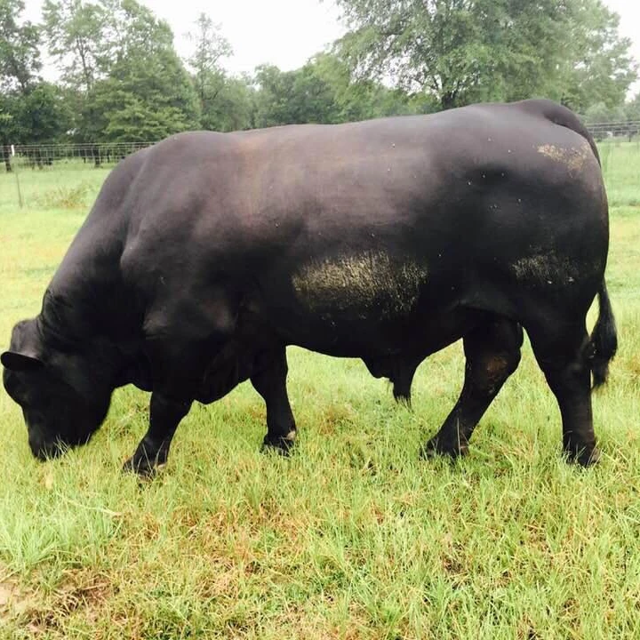 
Pregnant Brangus Cattles Heifers Bulls and Calfs 