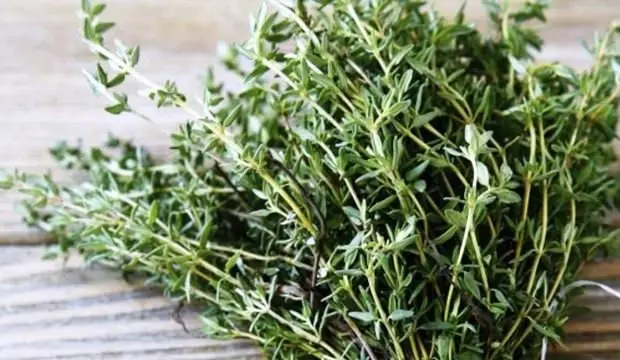 
High Quality Thyme 