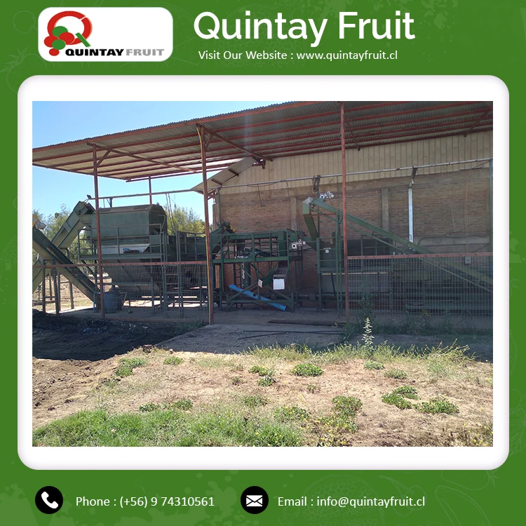 Шелковистые недорогие грецкие орехи по оптовой цене высококачественные шелковистые с дополнительной легкостью