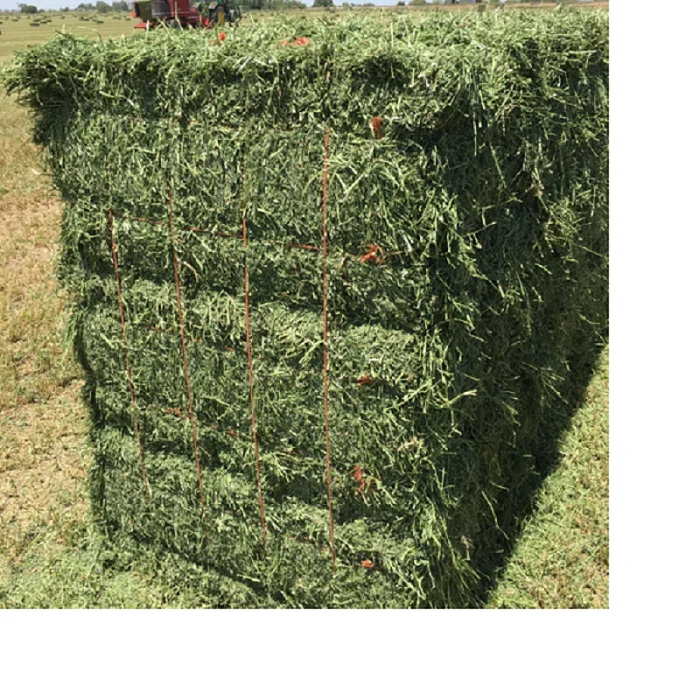  Premium Quality Alfalfa Hay