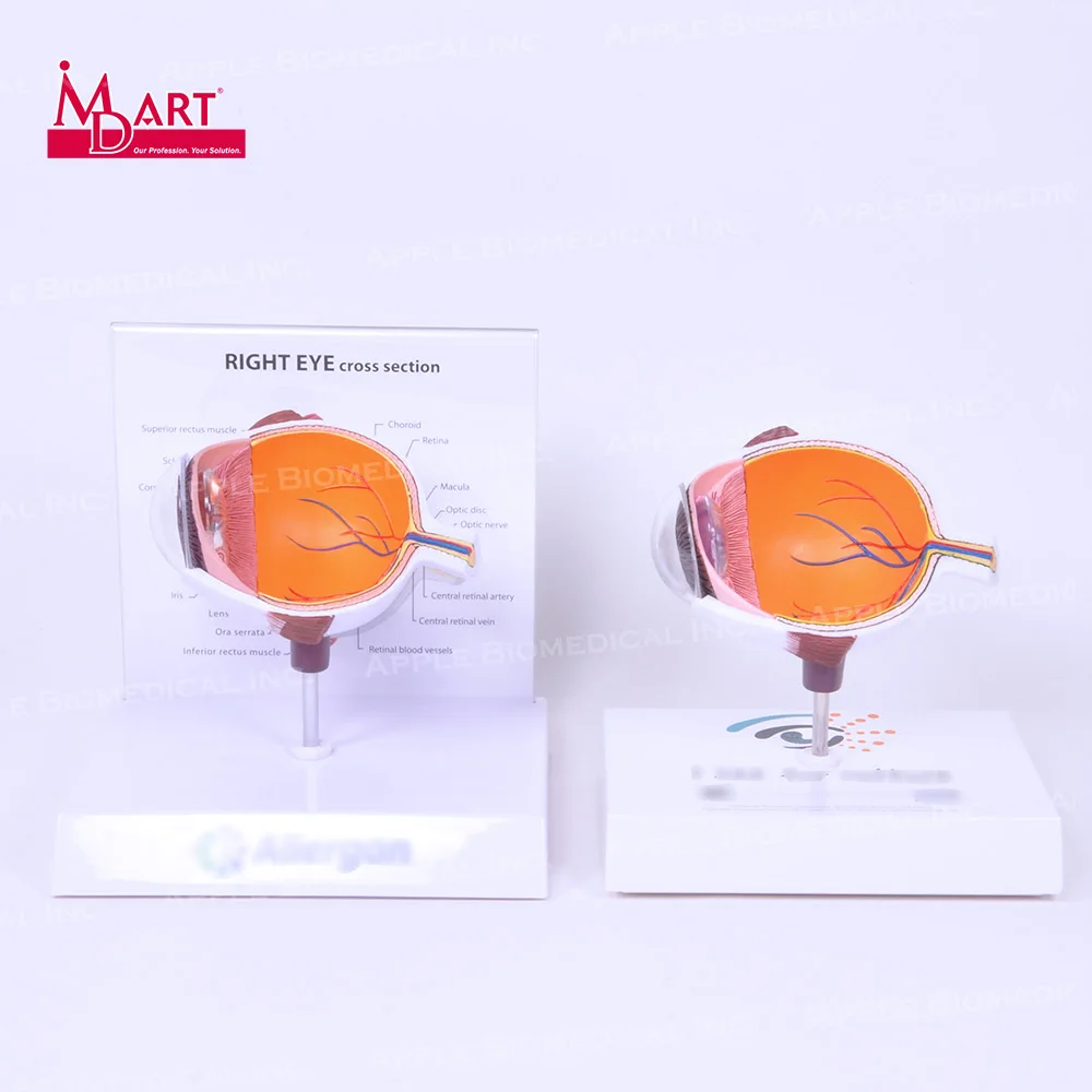 
Sample sale healthy human eye model with 3 times enlarged and scientific names 