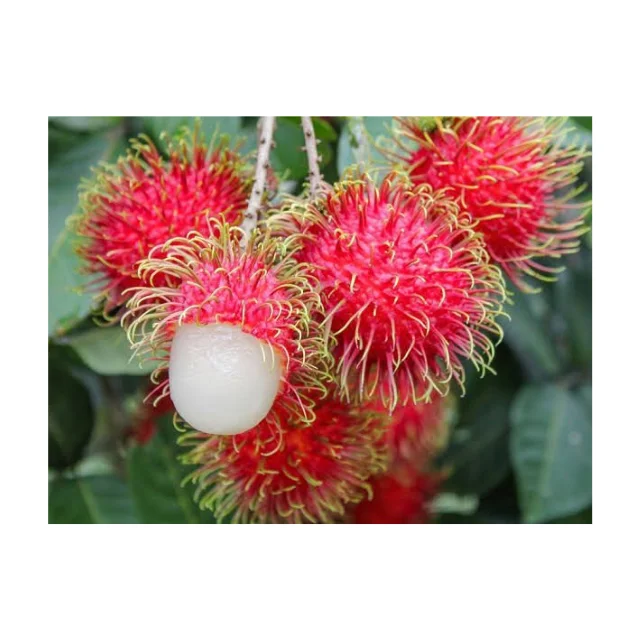 Fresh Rambutan Fruit, Natural Sweet Tropical Fruit From Thailand Best Price Wholesale High Quality
