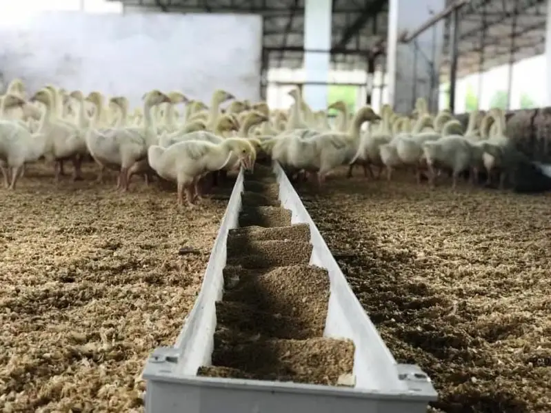  Куриные яйца