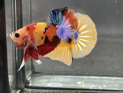 HMPK YELLOW NEMO BETTA FISH - Multicolor Thailand Betta Fish Premium Quality Plakat Siamese Fighting Fish Ornamental Aquariums