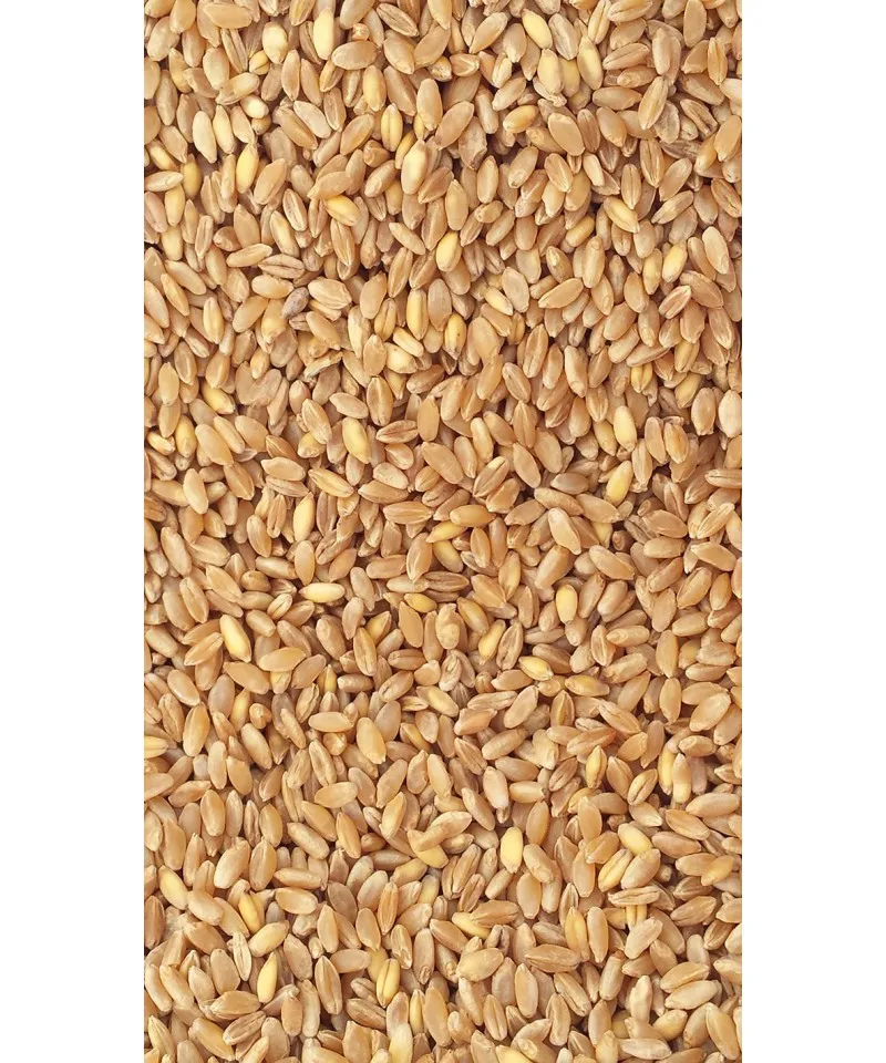Wheat Best Quality For Human Consumption