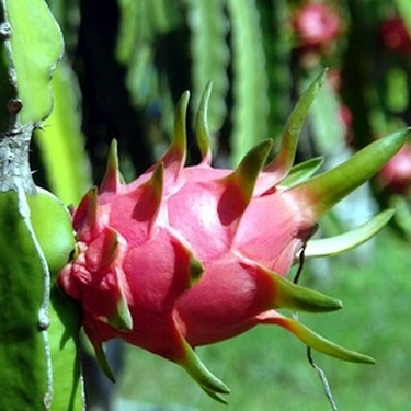 ORGANIC Dragon Fruit from VietNam/Whatsapp +84 845 639639