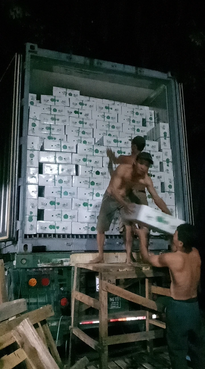 Fresh Coconut Cut Cones Shape/ Coconut Tender/ Green Young Coconut From Vietnam (+84 869 734 186)