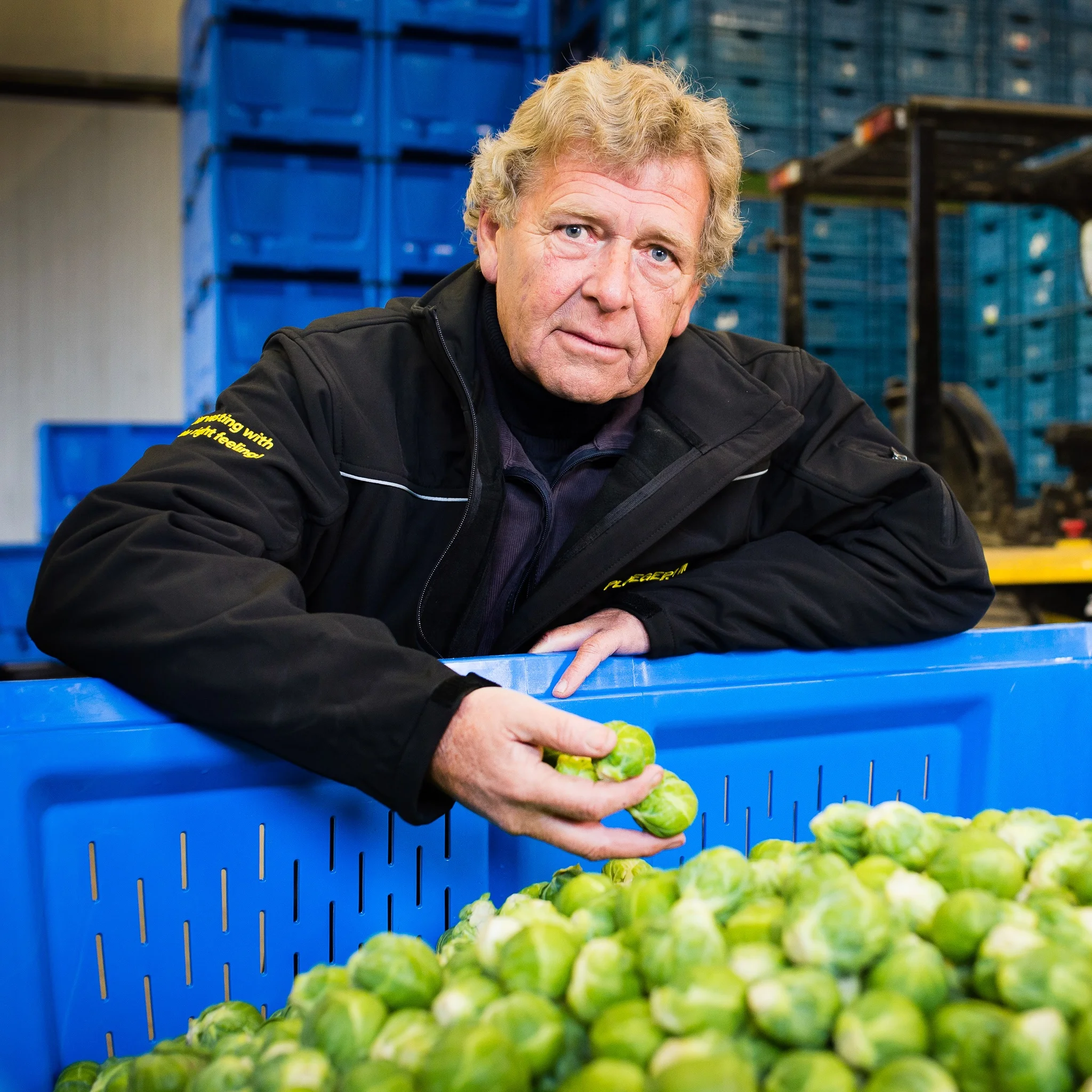 Высокое качество другие свежие овощи чистые оптовая продажа размер A 25-35 мм семена брюселя поставщик овощей оптом