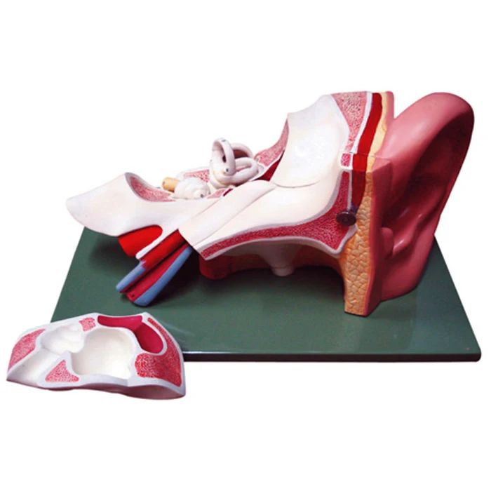 Human Ear Model,2 times life size- 3 parts biology human anatomy student teaching model Radical