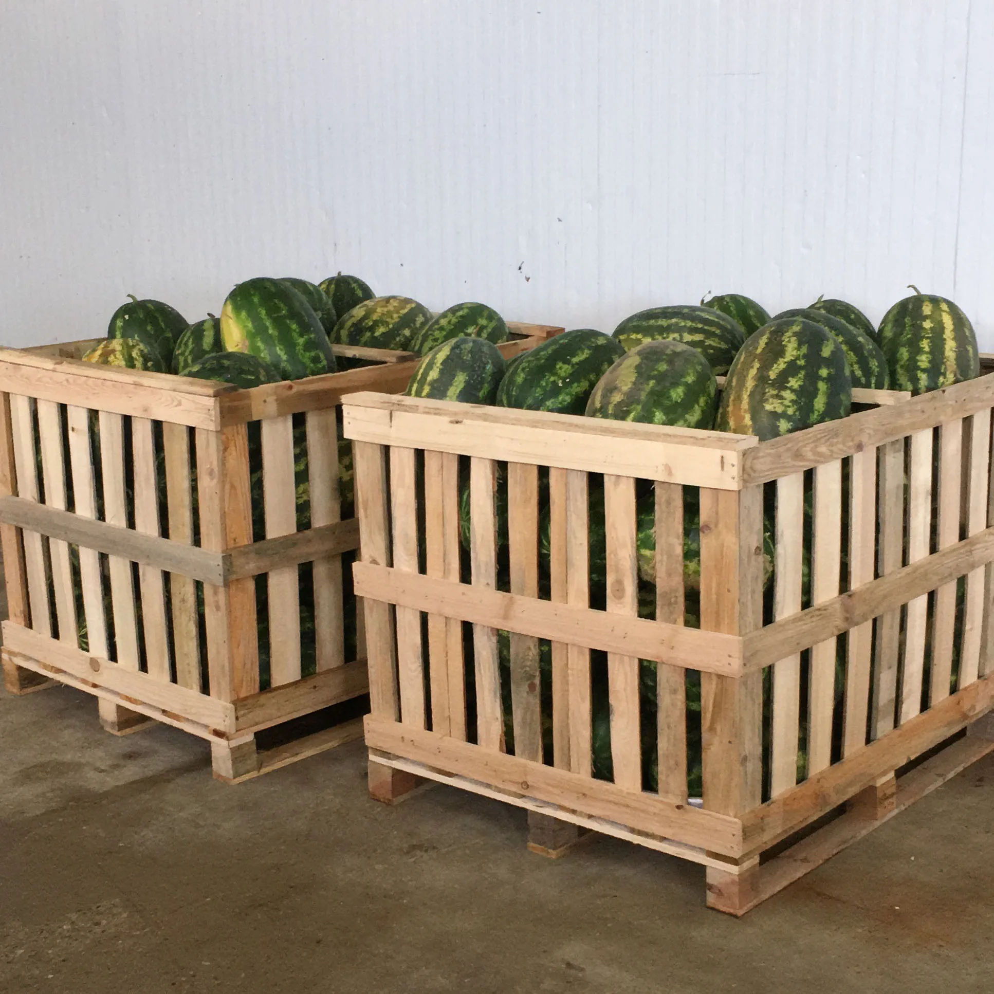 
High Quality Fresh Water Melon For Sale 