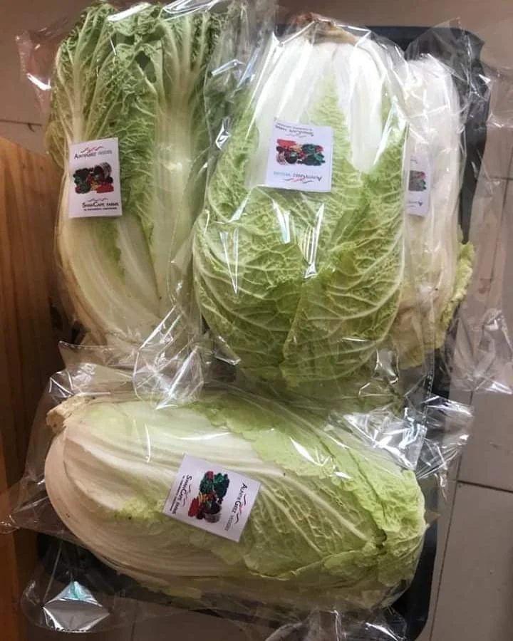 2020 новый урожай китайской свежей капусты Сельдерея