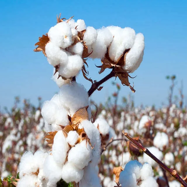 NATURAL RAW COTTON FIBER