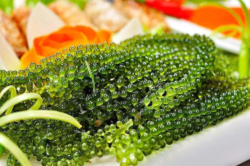 
Distributor VLUMI Vietnam Fresh And Salty Sea Grapes/ Umibudo/ Lato 