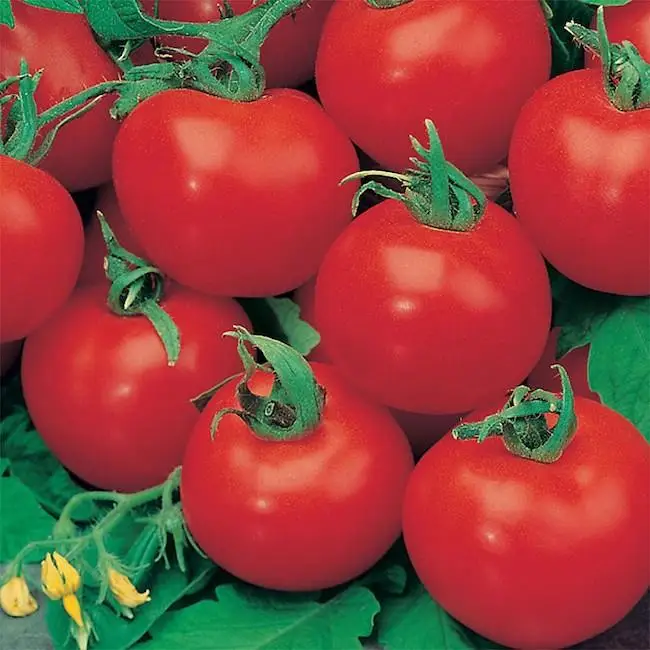
Tomatoes fresh organic tomatoes wholesale price 