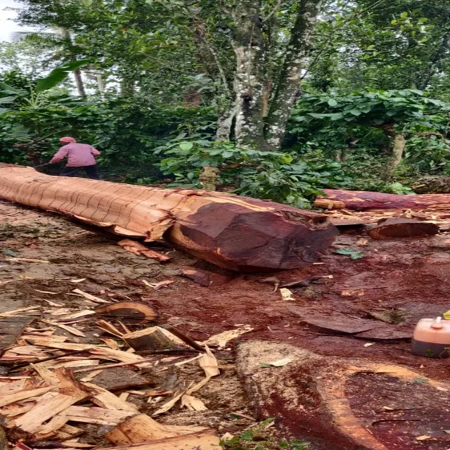 
Best Rosewood log 