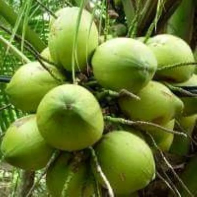 Quality Husked and semi-husked coconut Best