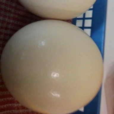 
Hatching finch eggs fertile eggs for sale 