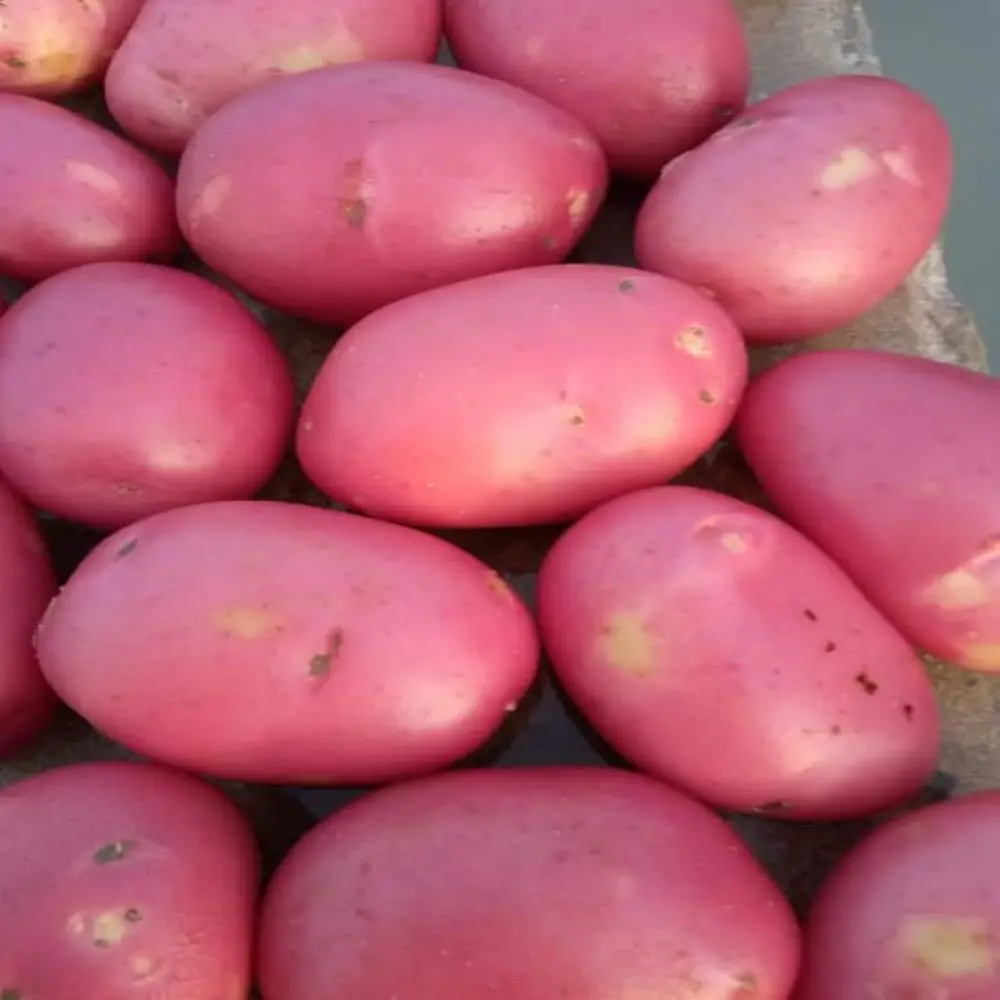 100% качественный пот большой картофель по оптовым ценам с контейнером для картофеля из пакистана