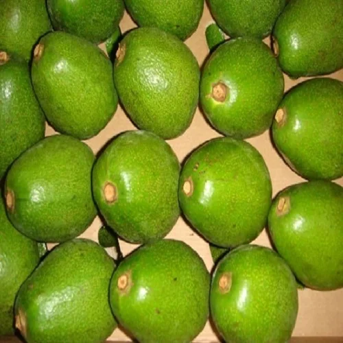 FUERTE AVOCADO Available
