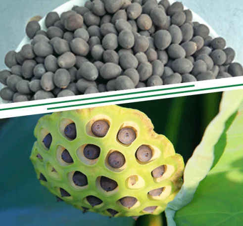 Black Lotus Seed  Vietnamese leading exporter Lotus Seed (+889975133)