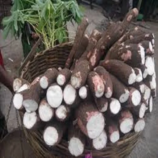 
FRESH CASSAVA HIGH QUALITY AND BEST PRICES 