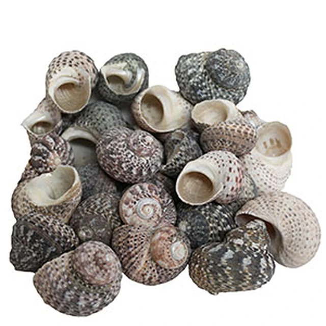 Green Turbo Seashells Material, Small Sea Shells, Bulk Sea Shells Natural Sea Shells For DIY Craft