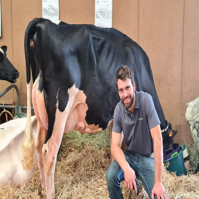 Healthy Live Dairy Cows/Pregnant Jersey Cows