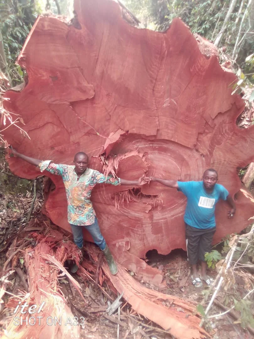 All types of timber wood, logs such as Padouk ,Azobe ,Tali,Pachyloba,Mahogany,Sapelli,Dossier,Okan,Limbali,Fracker,Ovenkhole,Eko