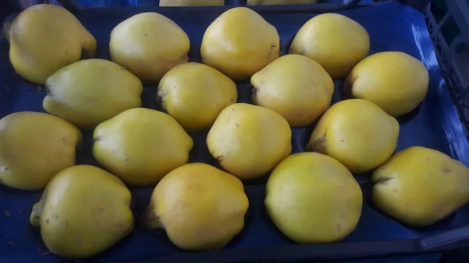  Quince свежий органический оригинальный