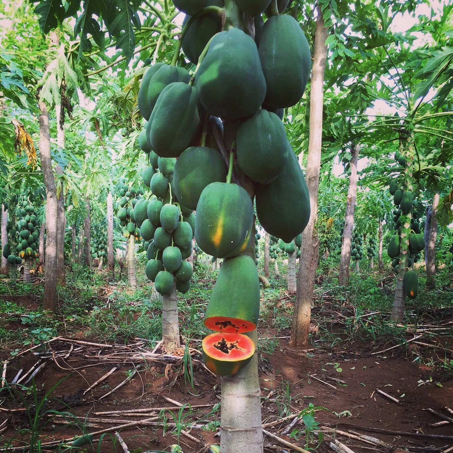 Best Dried Papaya Price From Vietnam Wholesaler-Tasty Nutritious Pawpaw Snack