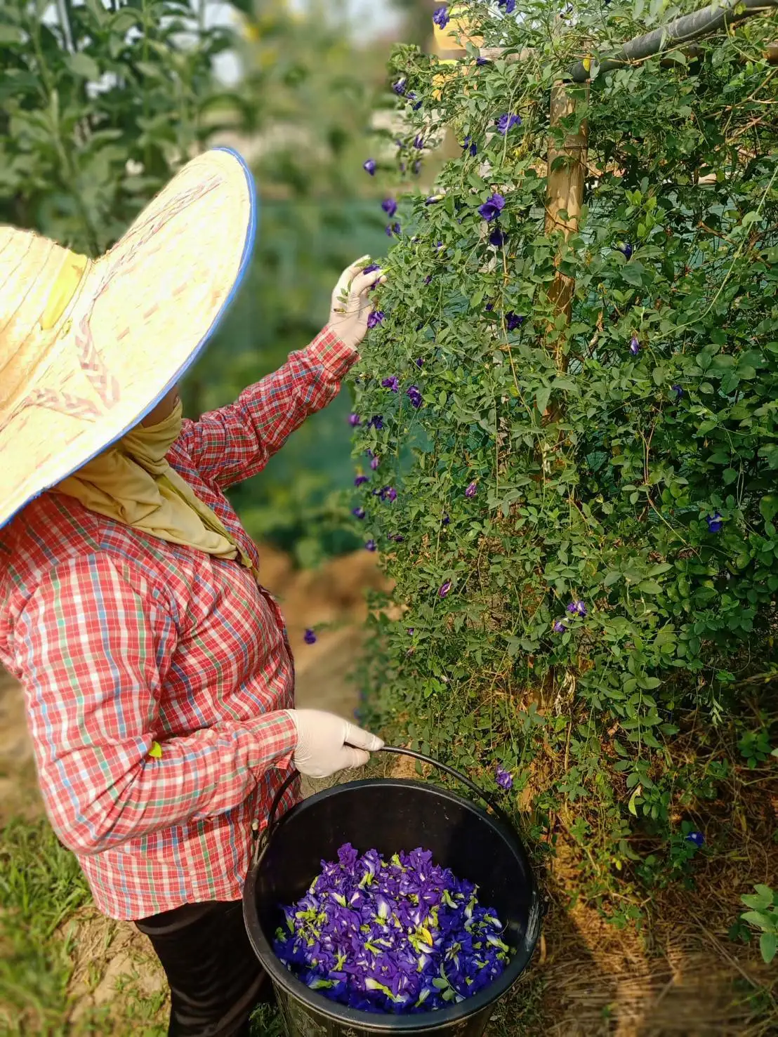 Organic Butterfly Pea Tea Cut 3MM USDA & EU Organic Certified Premium Herbal Organic Tea Wholesale From Thailand