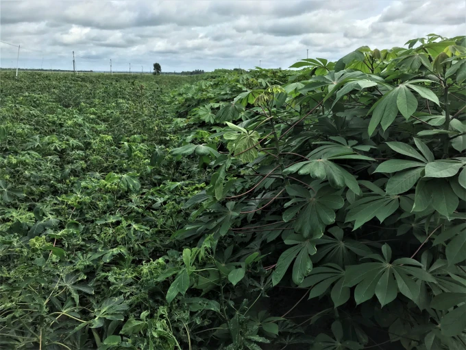 Недорогая замораживание тапиоки/Замороженный Лист маниока + 84