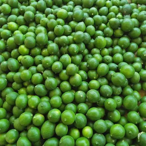 Fresh style and common cultivation kind EURECA LEMON