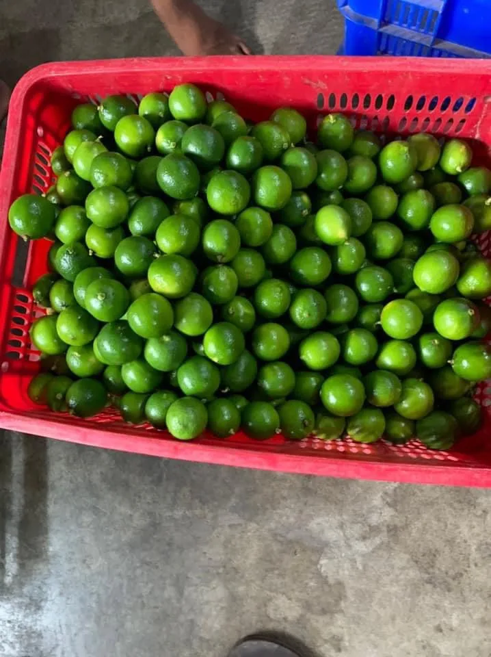 lemon water origin in Vietnam fruit with cheap price for wholesales