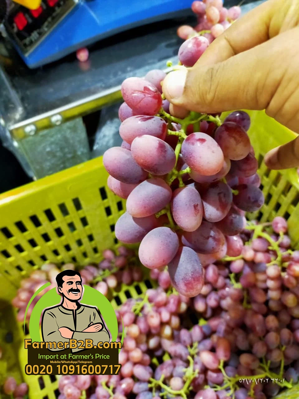  Малиновый и красный земляной свежий виноград лучшее качество + цена