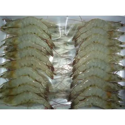 Vannamei Shrimp6.jpg