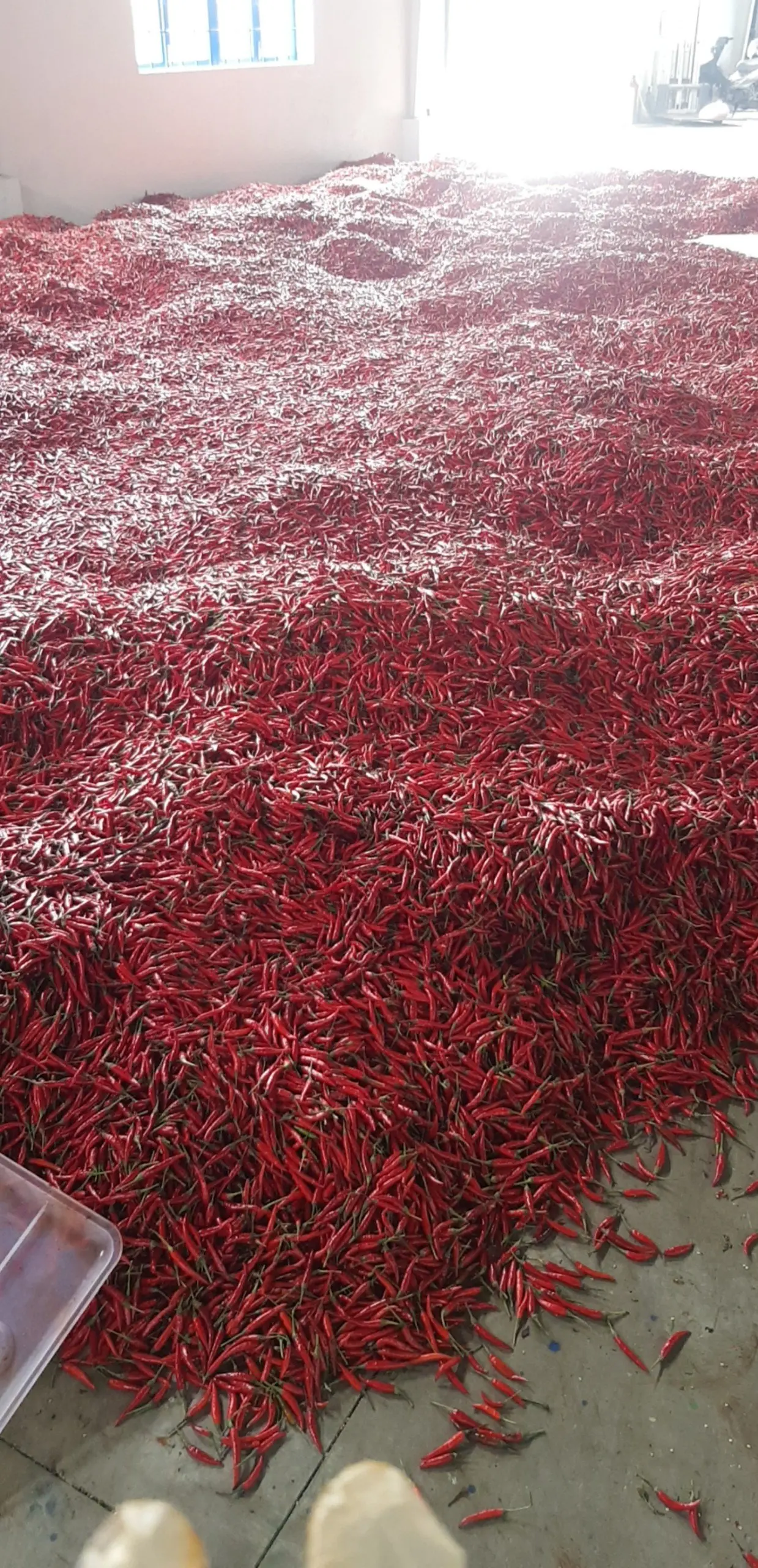 Сушеные приправы с красным перцем чили-специи приправами/сухие порошковые перцы чили/мс Деми + 84 961733400